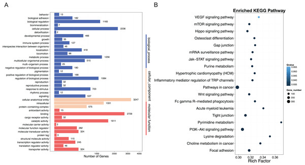 GO and KEGG pathway analysis of DMRs-related genes in promoter regions.