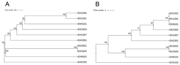 Phylogenetic tree of selected 10 isolates based on (A) the whole genome MLST (wgMLST) and (B) the most discriminatory refinement loci (canonical wgMLST) using the web server, cano-wgMLST_BacCompare.