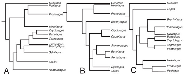 The phylogenetic hypotheses of extant Lagomorpha.