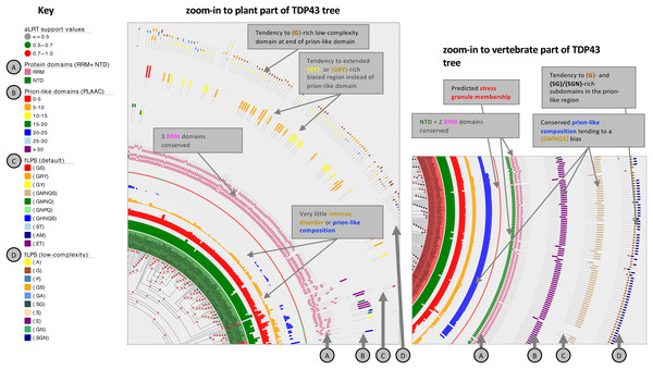 Zoom-ins of the TDP43 phylogenetic tree illustrating the detail of the plant and vertebrate ortholog annotations.