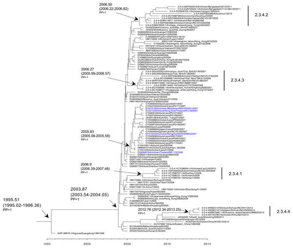 Maximum clade credibility tree based on HA of H5N1 clades 2.3.4, 2.3.4.1, 2.3.4.2, 2.3.4.3, and 2.3.4.4 viruses.