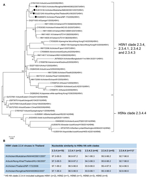 Maximum likelihood phylogenetic analysis (A) and genetic comparison between Thai H5N1 clade 2.3.4 and H5Nx clade 2.3.4.4 (B).