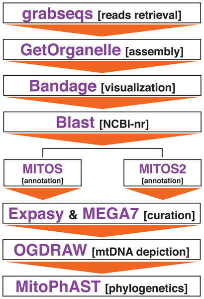 Bioinformatics pipeline to assemble the mitochondrial genome of Panthera tigris altaica from scat eDNA samples.