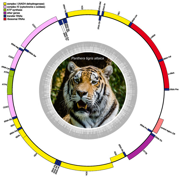 Circular DNA mitochondrial genome map of Panthera tigris altaica assembled from eDNA scat (sample SRR7429863).