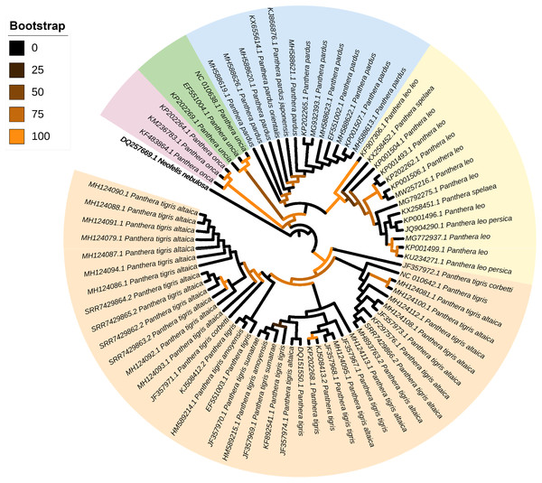 Mitophylogenomics of the genus Panthera.