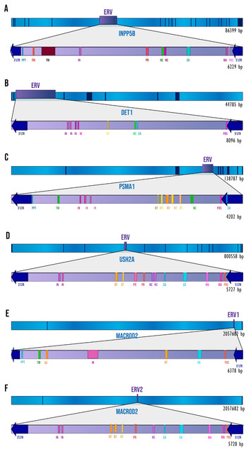 Evolutionary analysis of endogenous intronic retroviruses in primates  reveals an enrichment in transcription binding sites associated with key  regulatory processes [PeerJ]