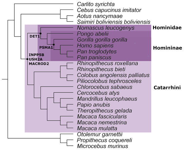 Mammal species tree with the location of the minimum common ancestor where the retrovirus infection occurred for the genes analyzed in this work.