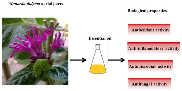 Graphical representation of major biological properties of Monarda didyma essential oil.