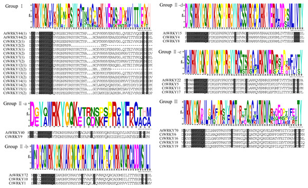 Multiple sequence alignment of CtWRKY domains.