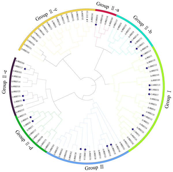 Phylogenetic tree of WRKY family in Cynanchum thesioides.