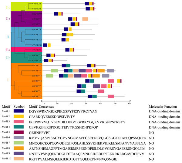 Conserved motifs analysis of the CtWRKY proteins.