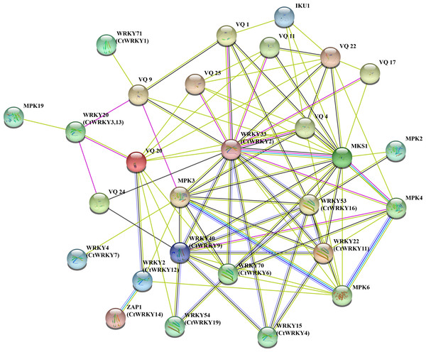 Interaction networks of the CtWRKY proteins.