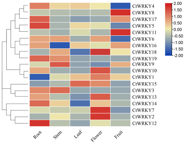 Expression profile of CtWRKY genes in various tissues.