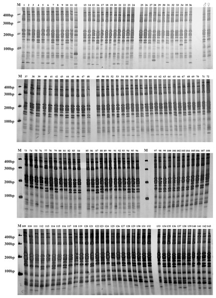 Gel electrophoresis assay of Russian wildrye BC1 hybrids and their parents (EST-SSR primer 44262).