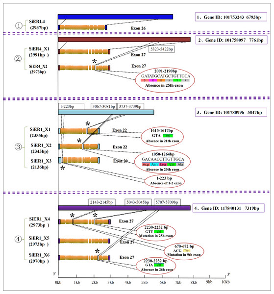Nucleotide sequence characteristics of SiER family genes.