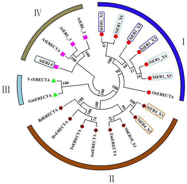 Phylogenetic tree of ER family proteins in monocots and dicots.