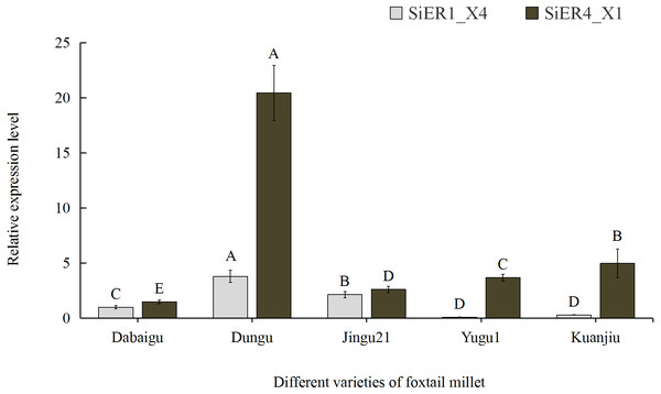 Expression profiles of SiER1_X4 and SiER4_X1 gene in five varieties of foxtail millet (n = 9).