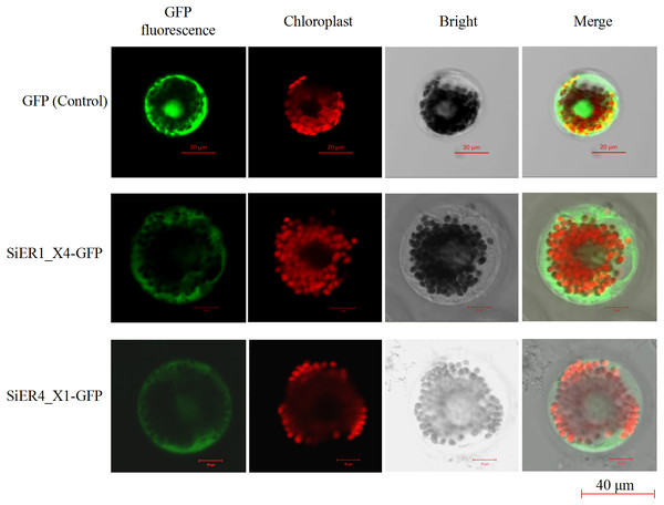 Subcellular localization of SiER1_X4 and SiER4_X1 fusion proteins in wheat mesophyll protoplasts.