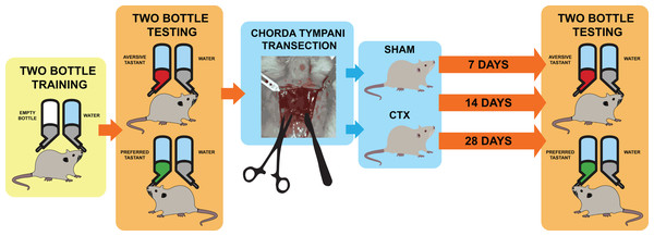 Schematic diagram for taste behavior testing before and after chorda tympani transection.