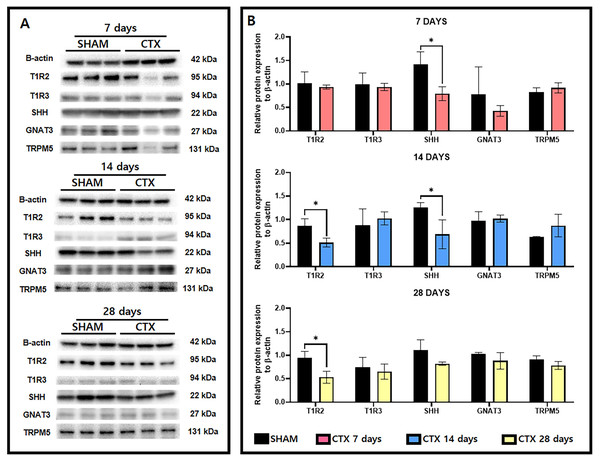 Western blot images and the relative protein expression normalized to β-actin of taste receptor and transduction proteins.