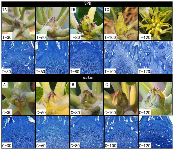 Morphological changes of mango buds at different stages of floral induction and initiation.