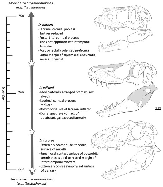 Time-calibrated sequence of Daspletosaurus chronospecies.