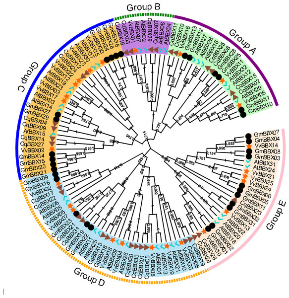 Phylogenetic analysis of BBX members from Chenopodium quinoa, Glycine max, Vitis Vinifera, and A. thaliana.