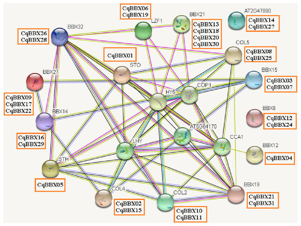 The CqBBX protein interaction network analysis.
