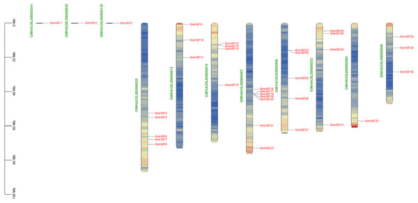 Distribution of SmHSF genes among 8 chromosomes and 3 scaffolds.