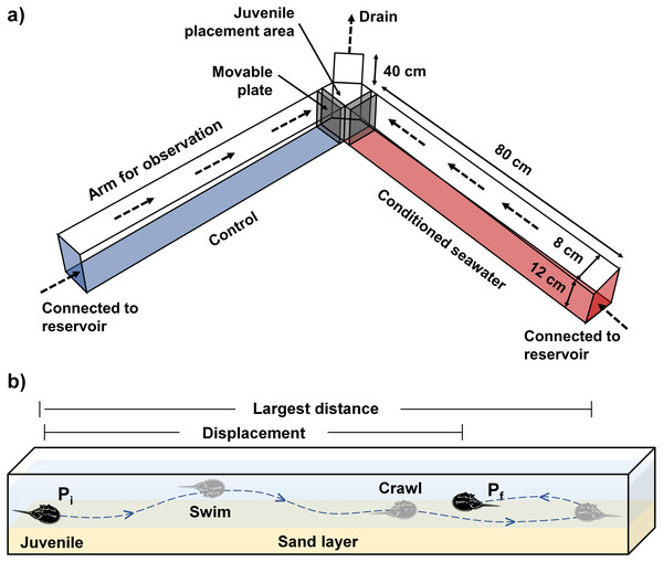 (A) The experimental setup comprises a Y-maze chamber used to measure the rheotaxis and movement behavior of juvenile T. tridentatus in response to control (blue) versus conditioned seawater with chemical cues (red). (B) A typical example of juvenile movement in the chamber.