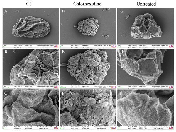 Morphological changes of Acanthamoeba triangularis cysts after exposure to mangostin derivative (C1).