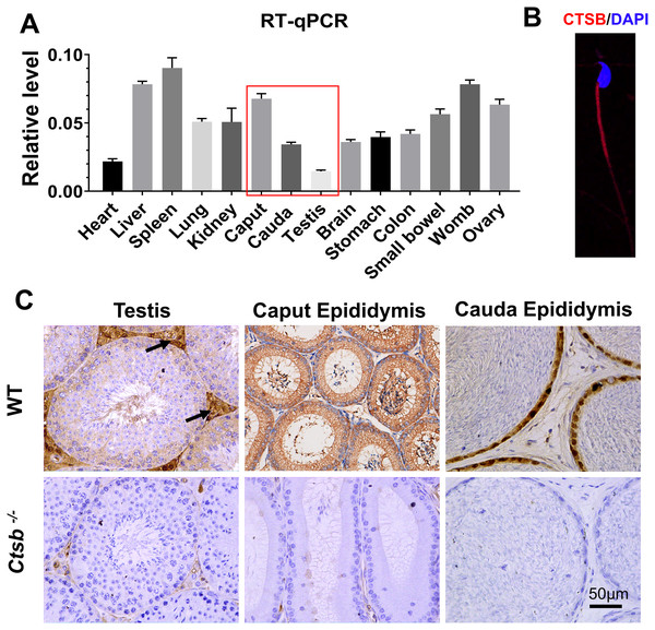 Expression of Ctsb in mouse tissues.