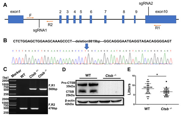 CRISPR/Cas9 mediated generation of Ctsb-/- mice.