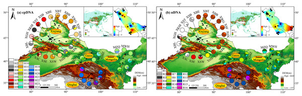 Sampling localities and geographic distribution of 24 cpDNA haplotypes (labelled as H1–H24, (A)) and 16 nDNA ribotypes (labelled as R1–R16, (B)), identified from 36 natural populations of Haloxylon ammodendron in northwestern China.