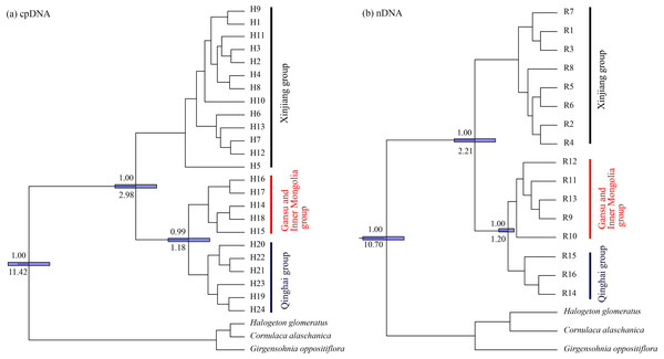 Bayesian phylogenetic relationship and divergence time estimates of Haloxylon ammodendron based on 24 cpDNA haplotypes (A) and 16 nDNA ribotypes (B).