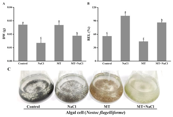 The growth and appearance of algal cells after different treatments were investigated.