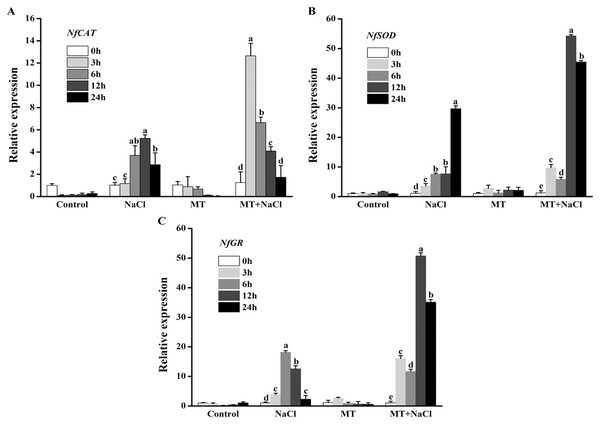 To further explore the effects of melatonin on the antioxidant defense system of N. flagelliforme under salt stress, we investigated the relative expression levels of antioxidant enzymes genes through qRT-PCR.