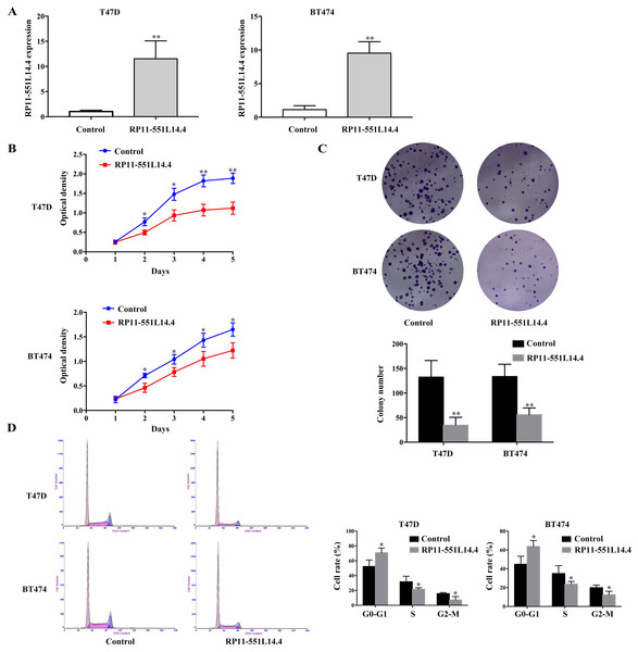 (A–D) RRP11-551L14.4 overexpression inhibits breast cancer cells proliferation, colony formation and cell cycle.