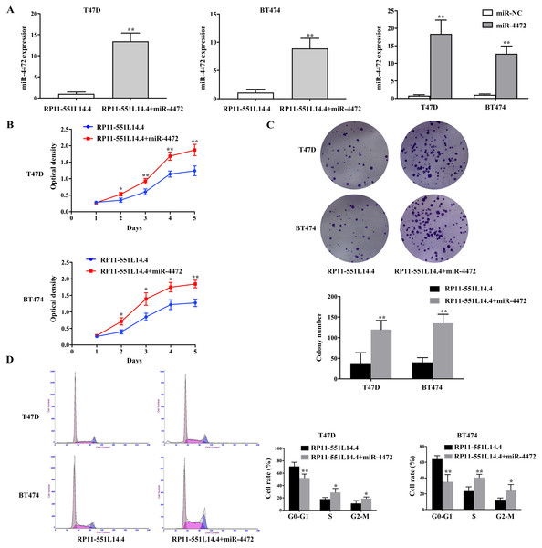 (A–D) MiR-4472 neutralized the anti-cancer effect of RP11-551L14.4.