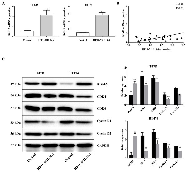 (A–C) Impact of RP11-551L14.4 on RGMA and cell cycle related proteins expression.