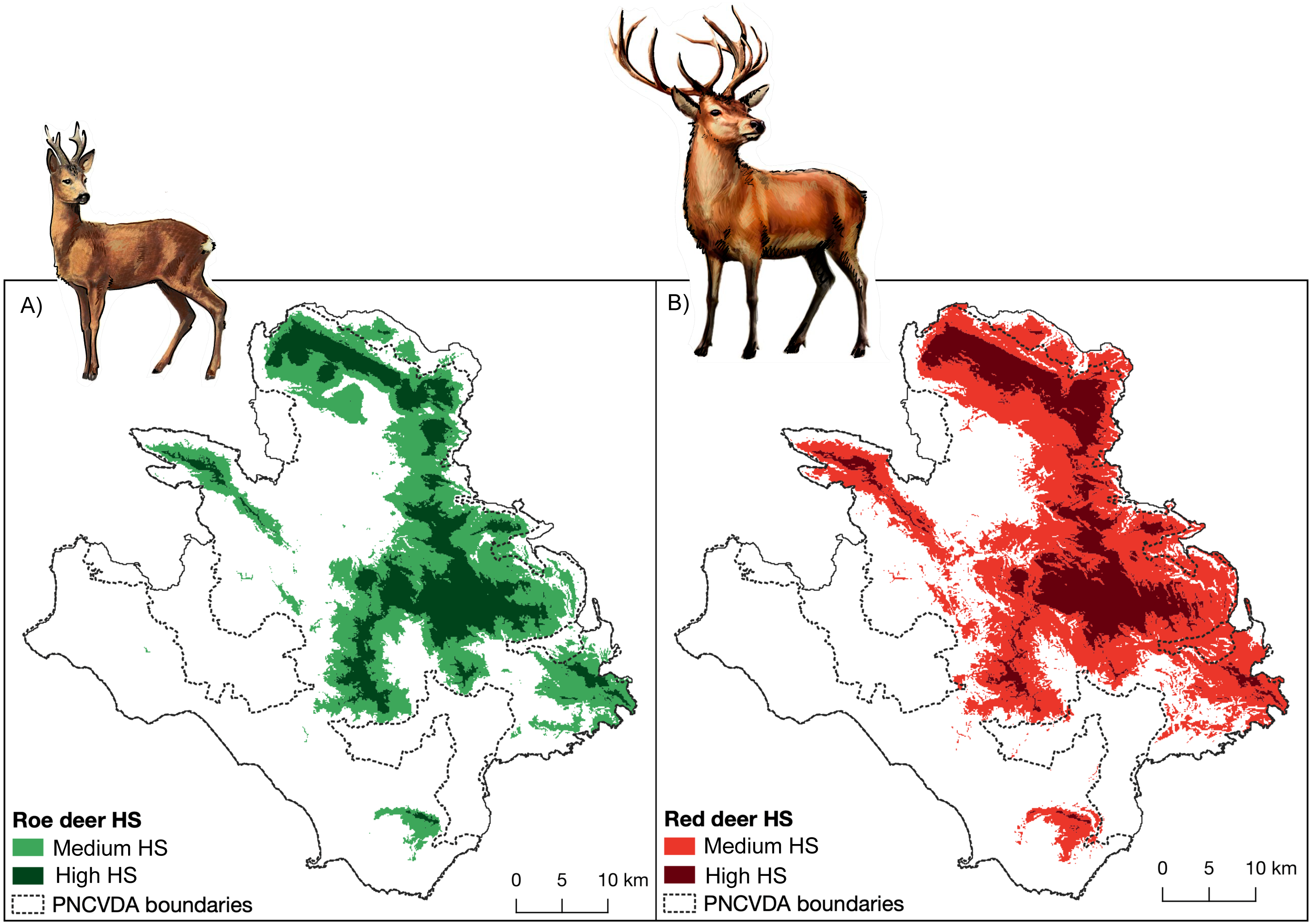 Jolly bælte Tilskud Population development and landscape preference of reintroduced wild  ungulates: successful rewilding in Southern Italy [PeerJ]
