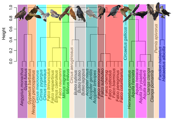 Trophic niche cluster dendrogram based on binary distances for the community of European breeding raptors (n = 38 species).