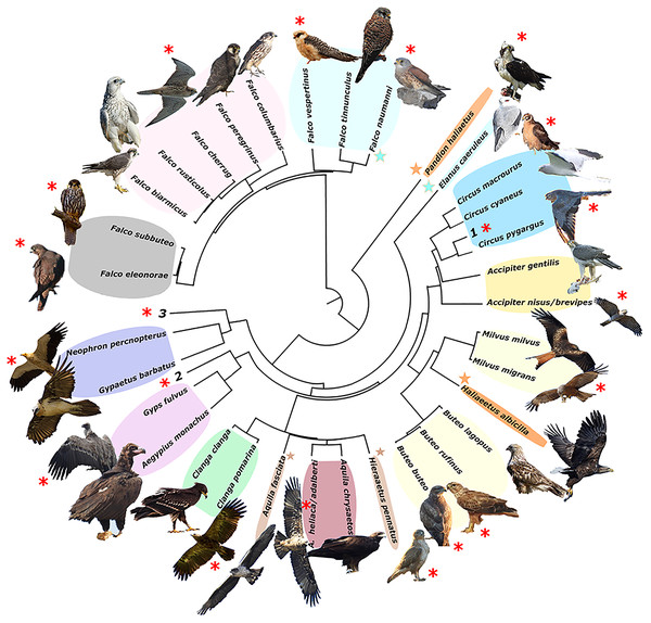 Phylogeny of European raptors.