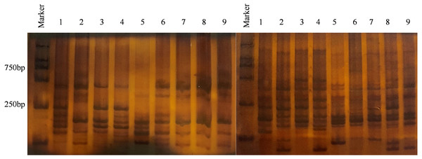 Result of partial isolates using 6% SDS-PAGE electrophoresis.