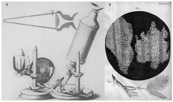 Robert Hooke’s invention and microscope discovery in Micrographia (Hooke, 1665), (A) a microscope and (B) a thin slice of the cork (the origin ‘cell’ term were coined).