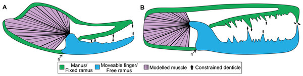 Theoretical models used for the biomechanical analyses, colour coded for analogous structures.