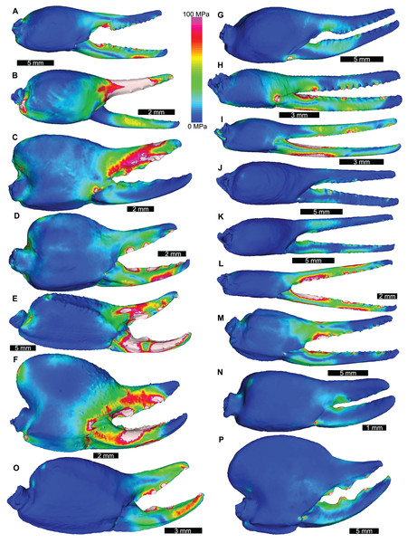 Lateral views of scorpion finite element models showing von Mises (VM) brick stress maps.