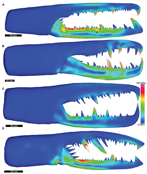 Lateral views of solved finite element models of assessed pterygotids showing von Mises (VM) brick stress maps.