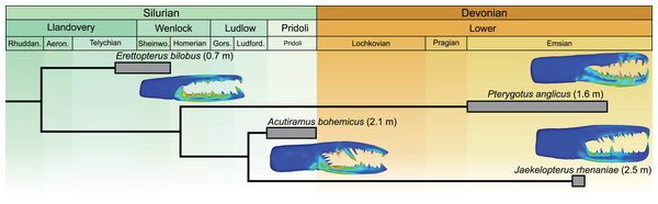 Simplified phylogeny of analysed pterygotid taxa showing total body lengths (in metres), associated time ranges and FEMs.