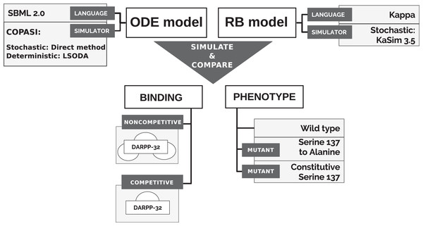 Approach to comparison of ODE and RB modelling frameworks.